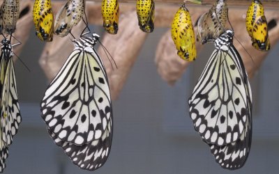 Comment créer un Cocon Sémantique pour améliorer votre SEO ?